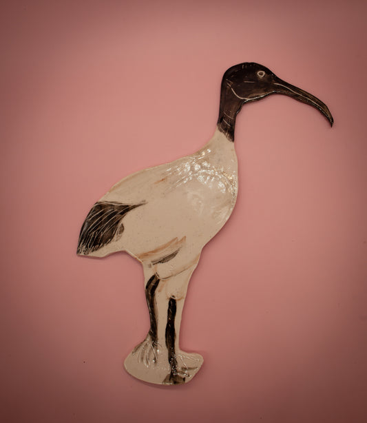 Ibis