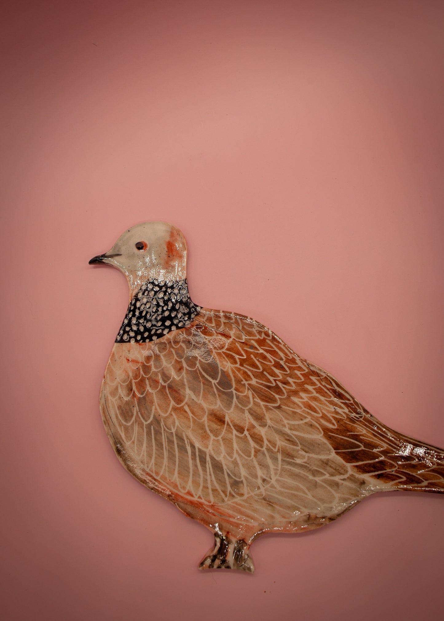 Spotted dove