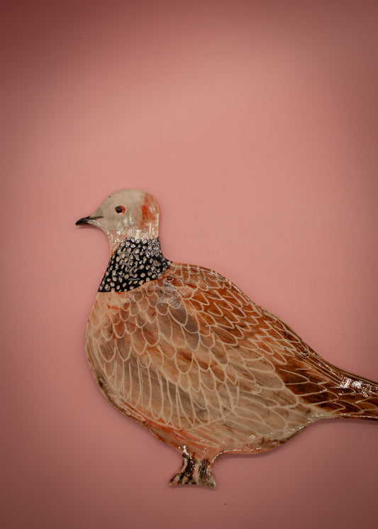 Spotted dove