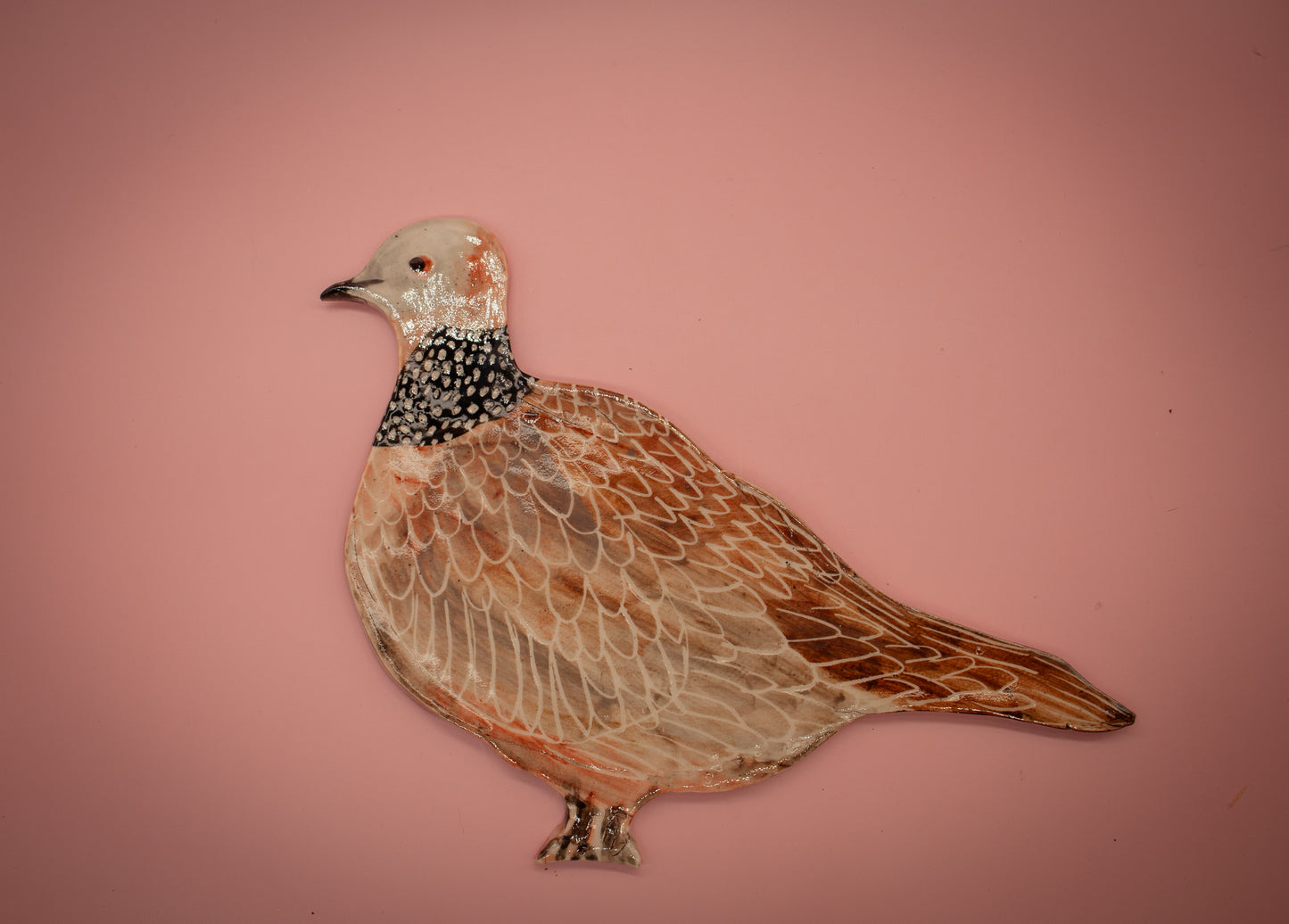 Spotted dove