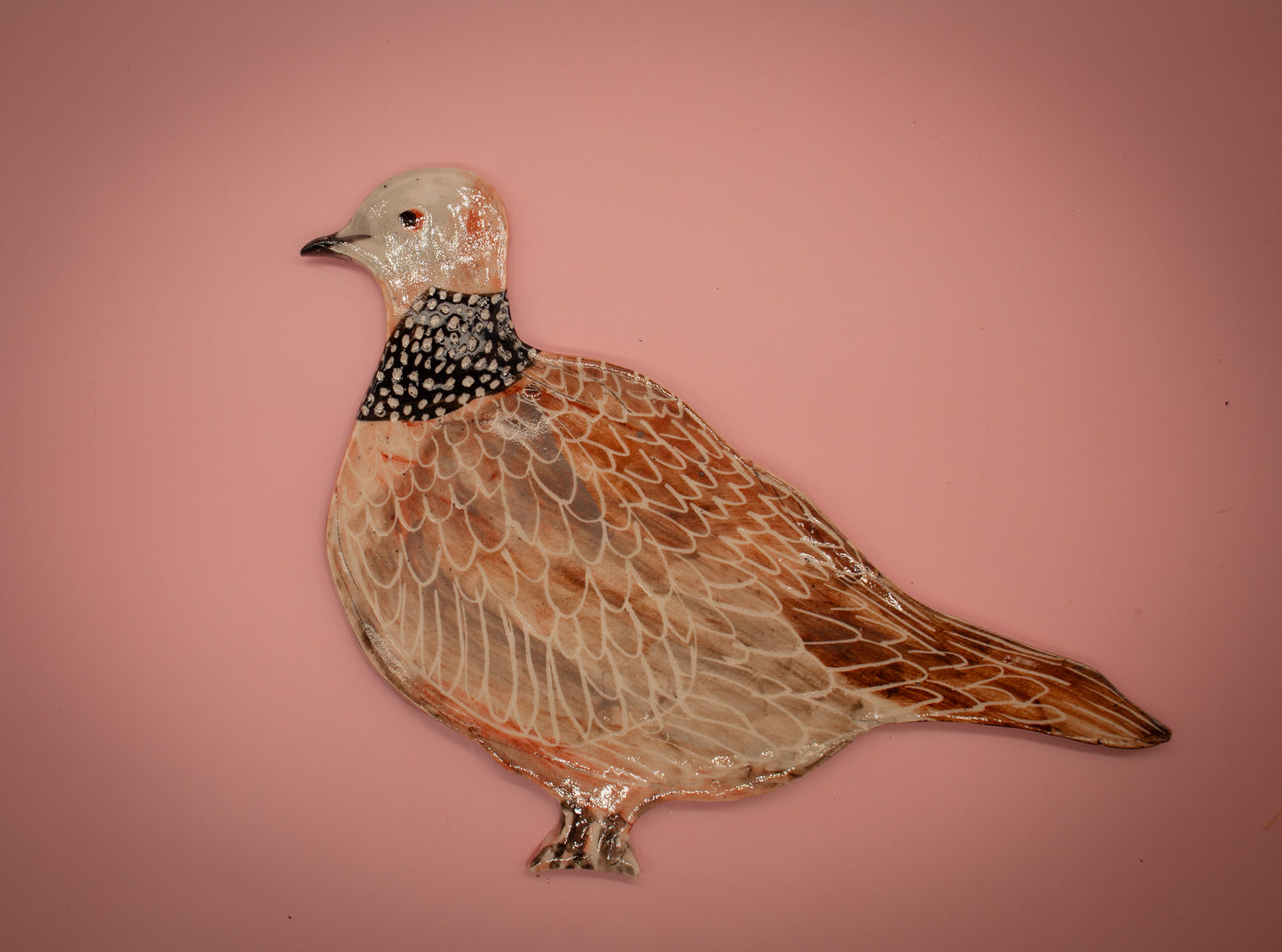 Spotted dove